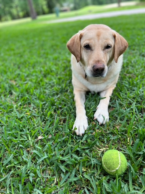 K9 Garth